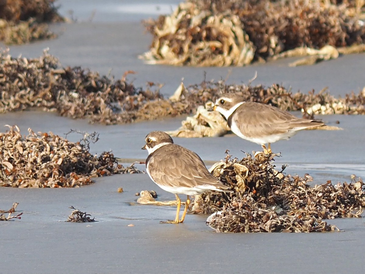 Semipalmated Plover - ML620245478