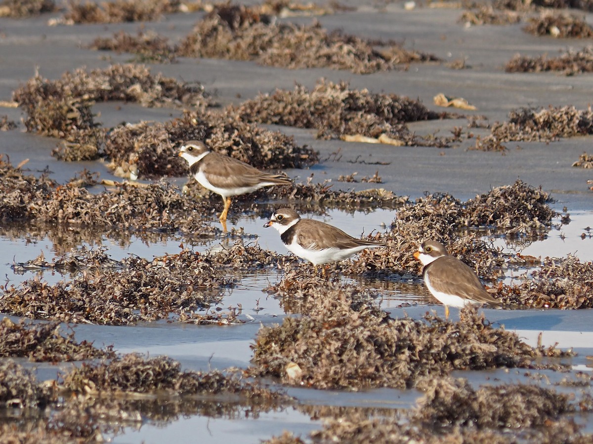 Semipalmated Plover - ML620245479