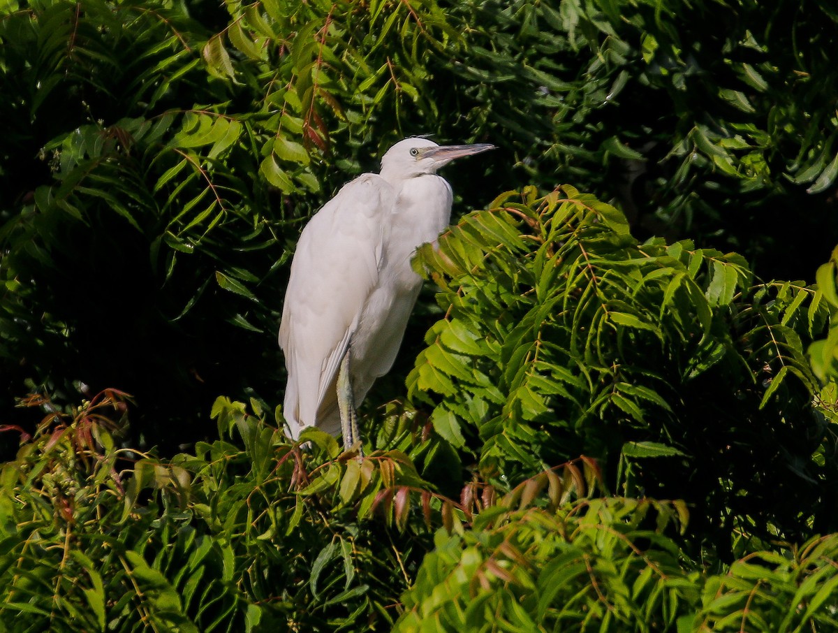 Little Egret - ML620245483