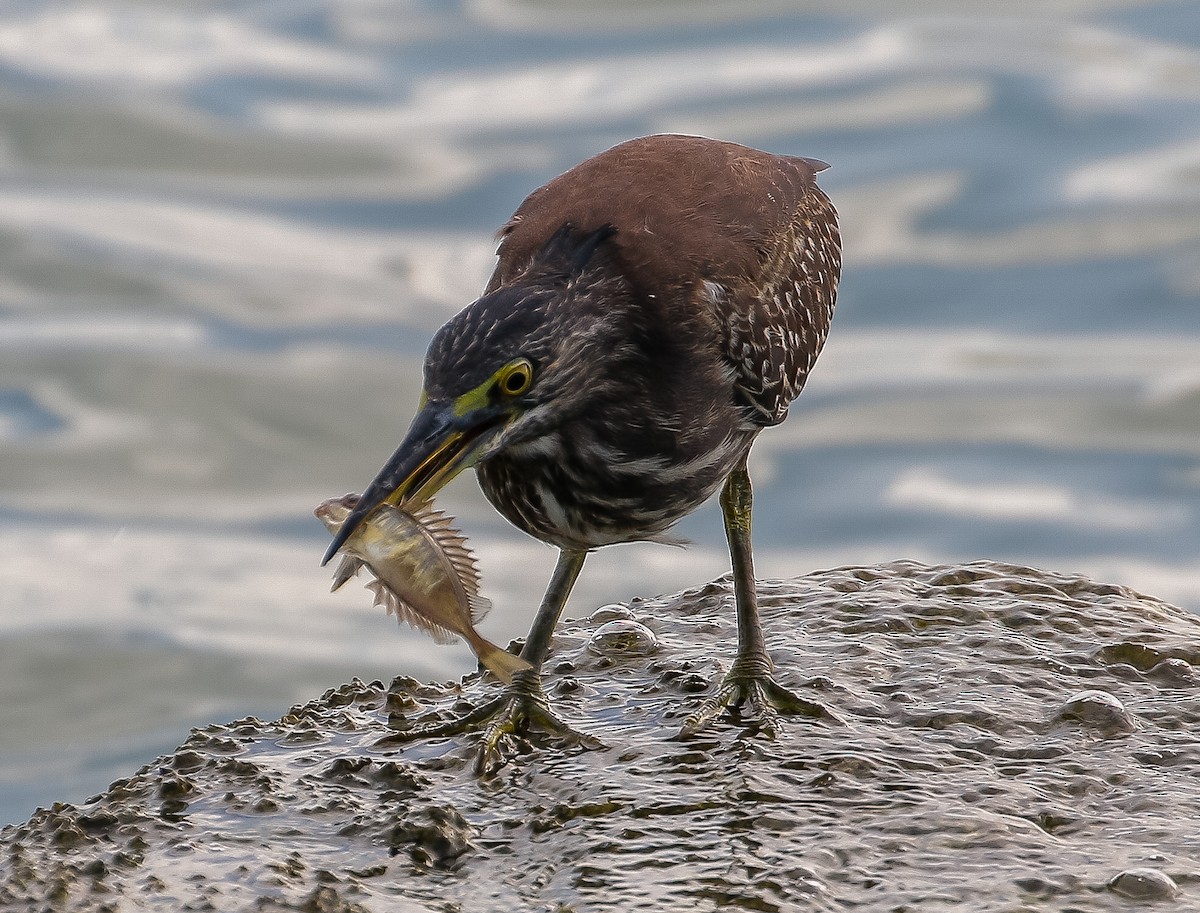 Striated Heron - ML620245487