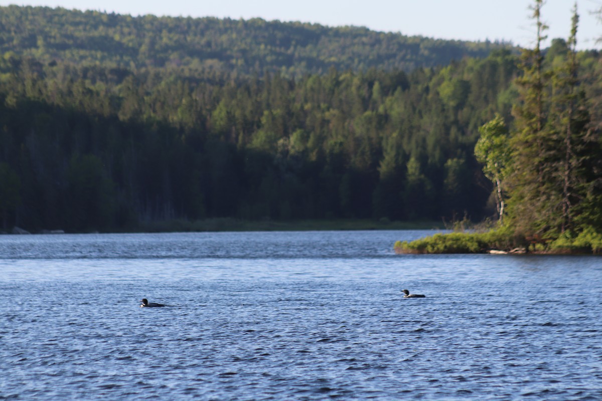 Plongeon huard - ML620245489