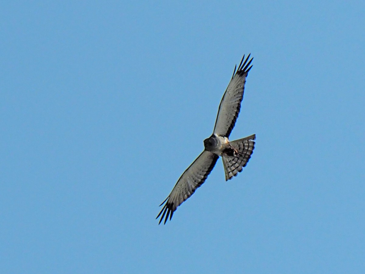 Northern Harrier - ML620245490