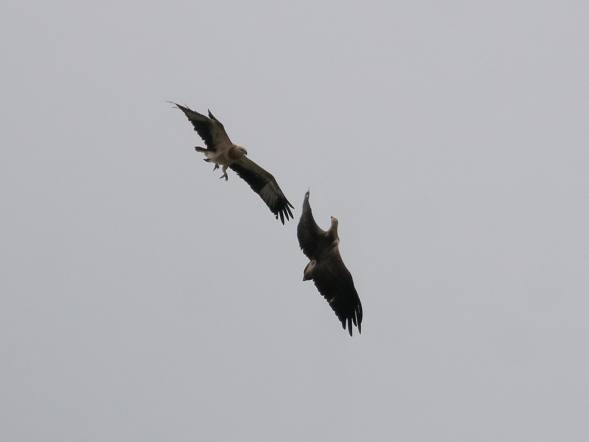 White-bellied Sea-Eagle - ML620245493