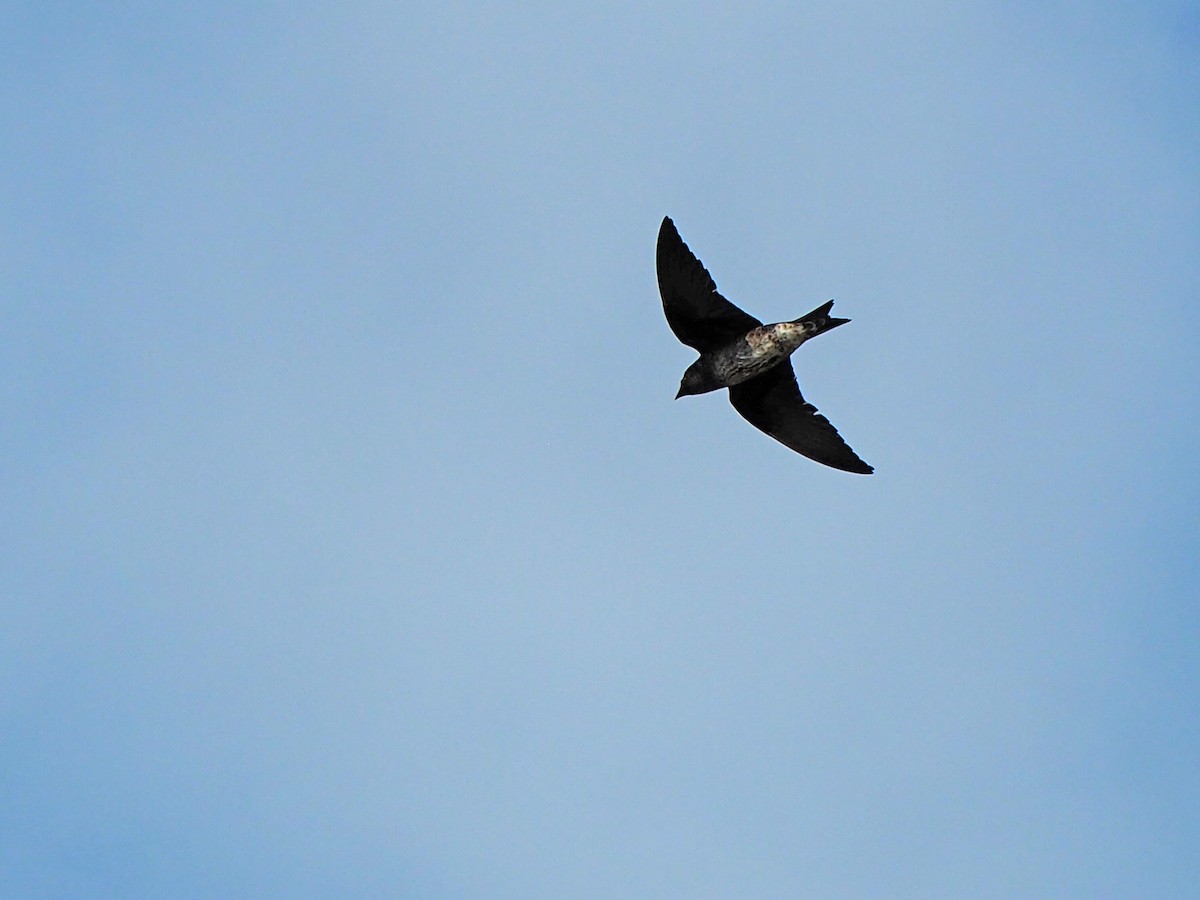 Purple Martin - ML620245498