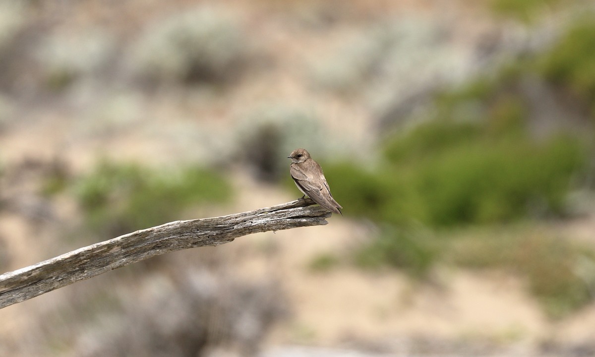 Northern Rough-winged Swallow - ML620245508