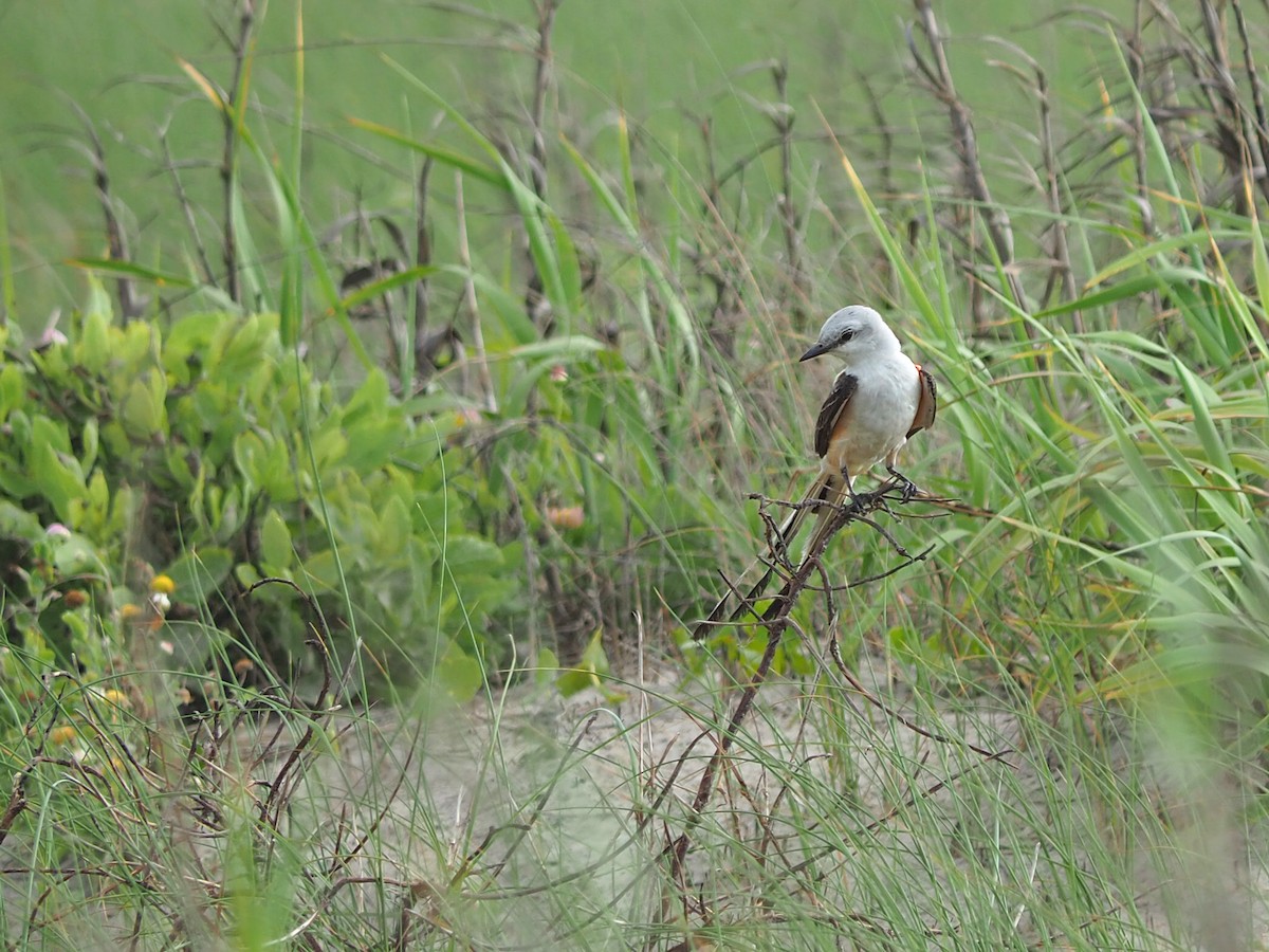 Scissor-tailed Flycatcher - ML620245512