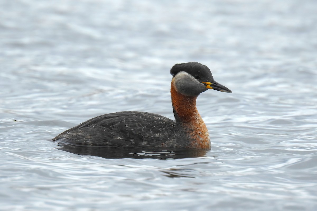 Red-necked Grebe - ML620245523