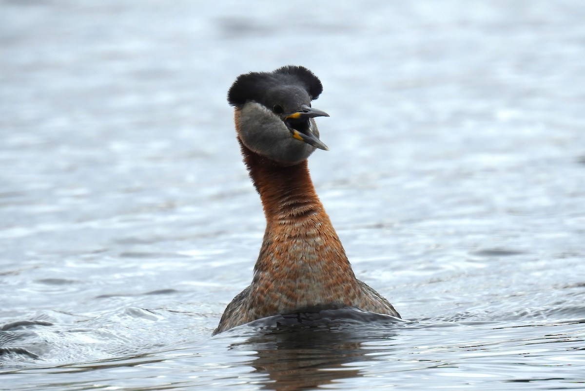 Red-necked Grebe - ML620245525