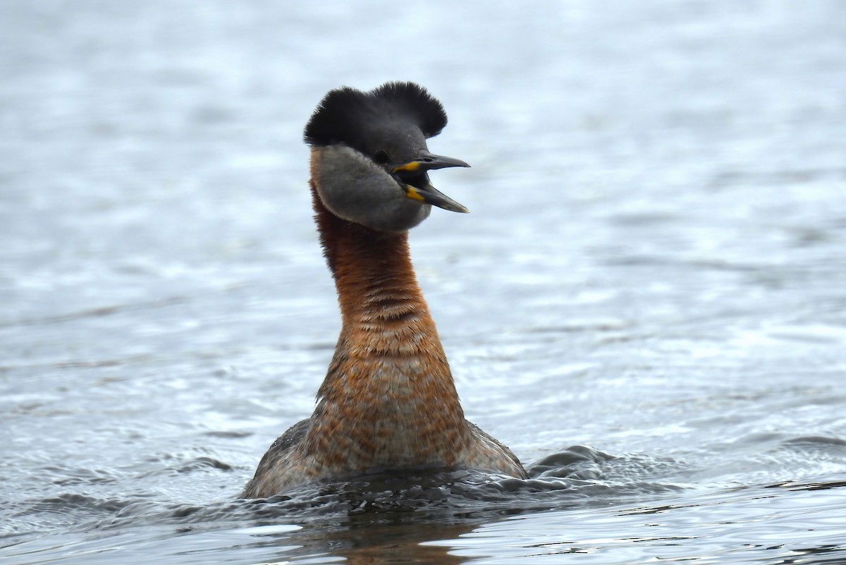 Red-necked Grebe - ML620245526