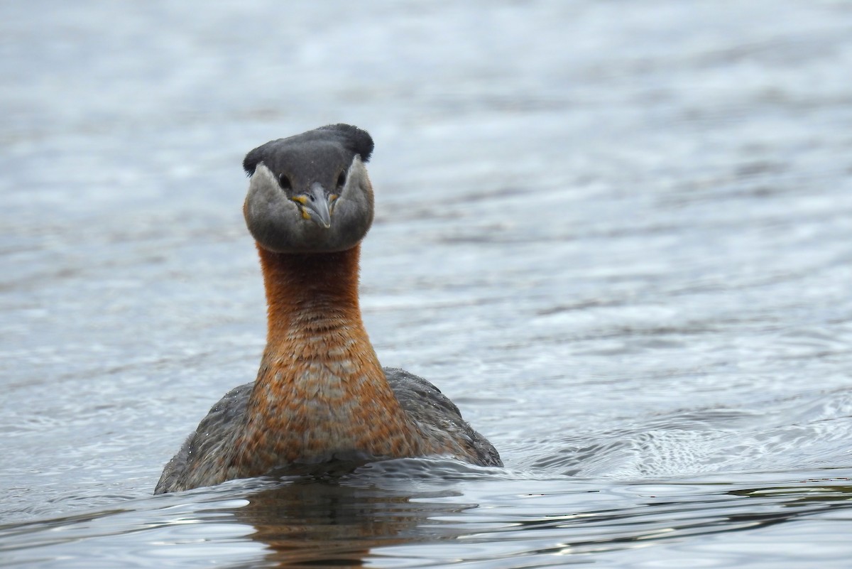 Red-necked Grebe - ML620245527