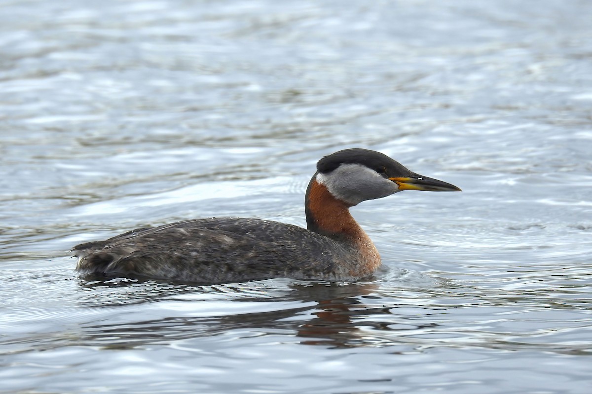 Red-necked Grebe - ML620245528
