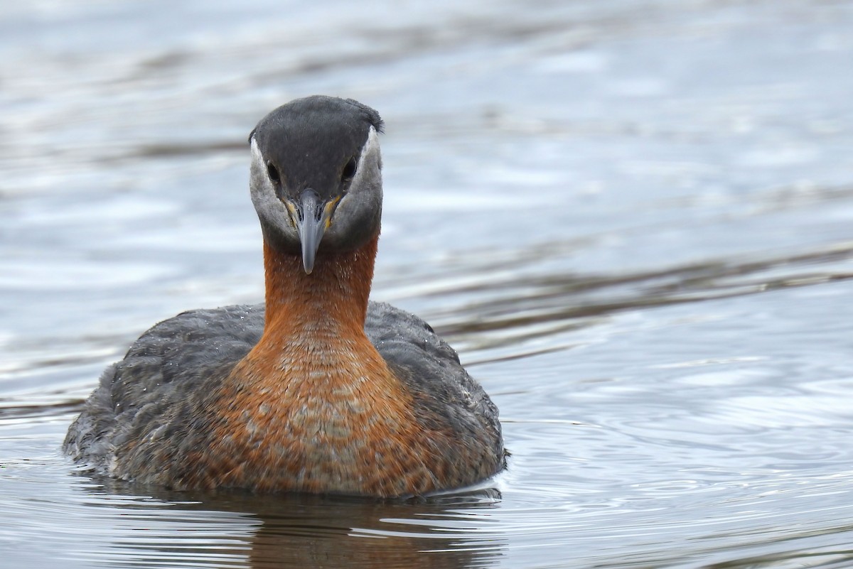 Red-necked Grebe - ML620245529