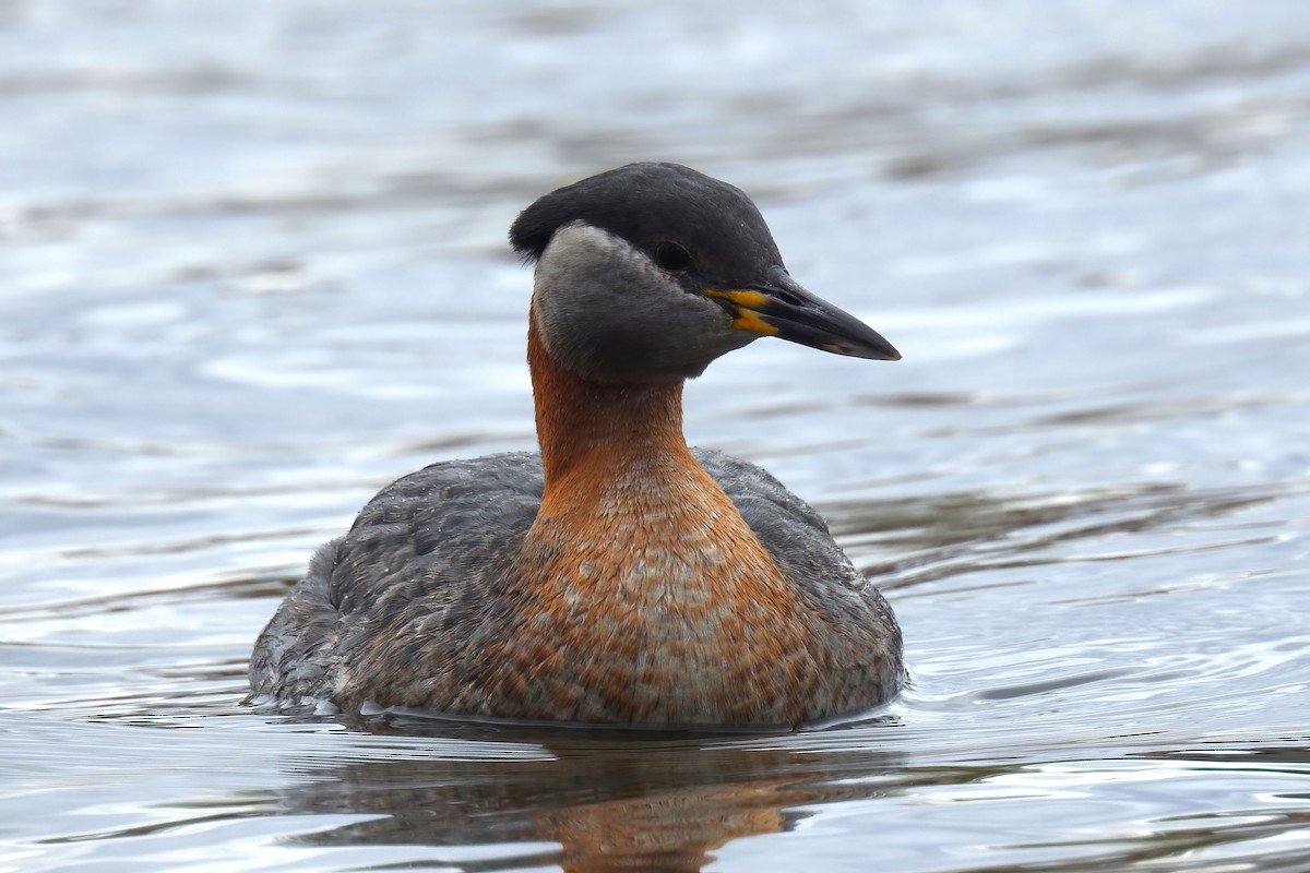 Red-necked Grebe - ML620245530