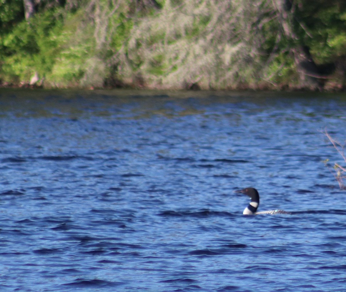 Common Loon - ML620245533