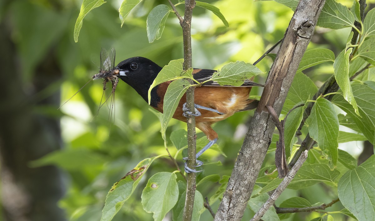 Orchard Oriole - ML620245538