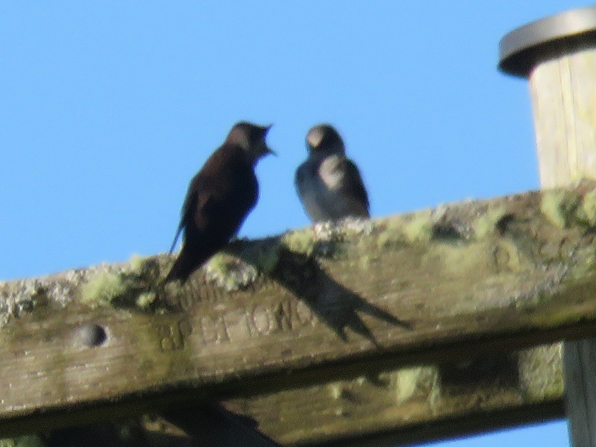 Purple Martin - ML620245539