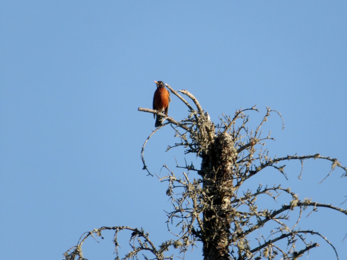 American Robin - ML620245542