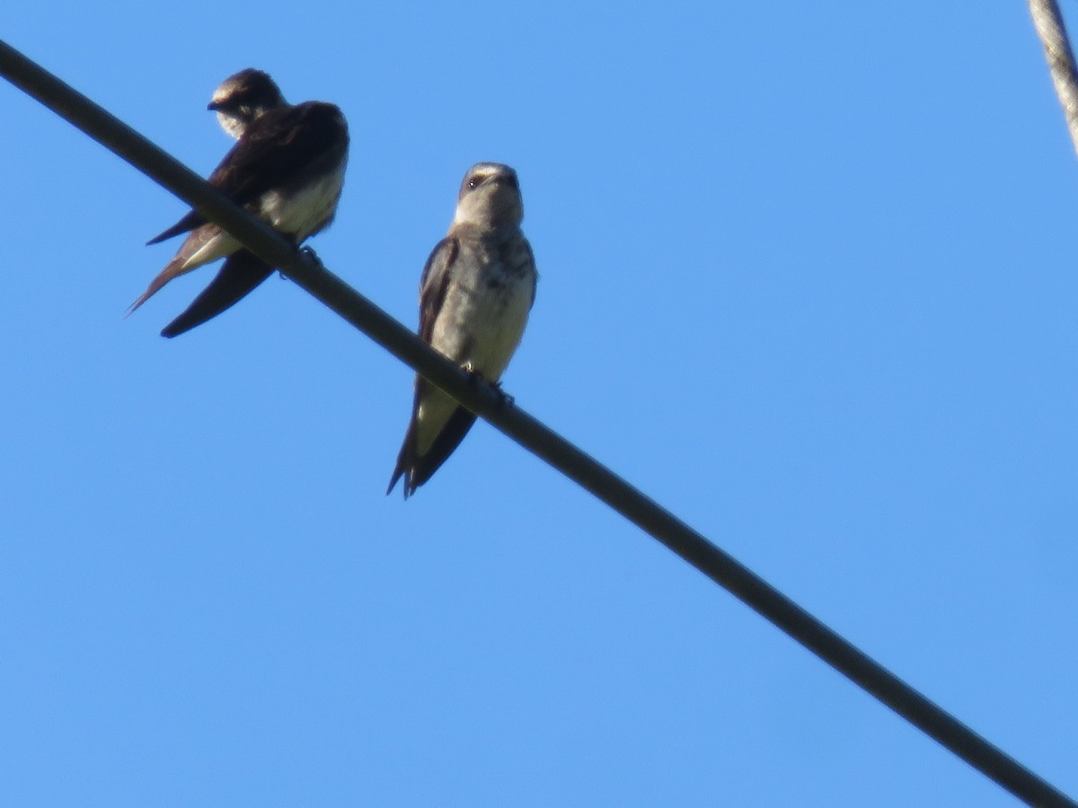 Golondrina Purpúrea - ML620245543