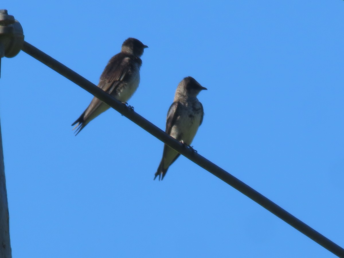 Purple Martin - ML620245544