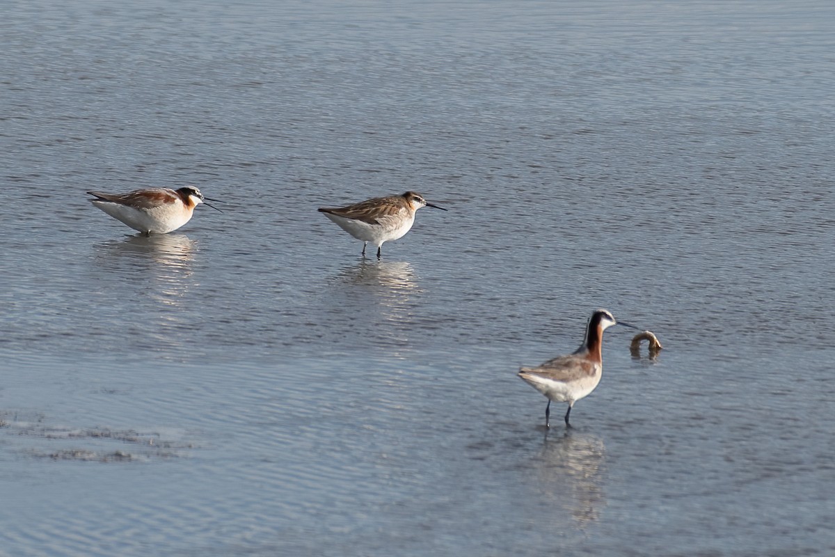 Wilson's Phalarope - ML620245549