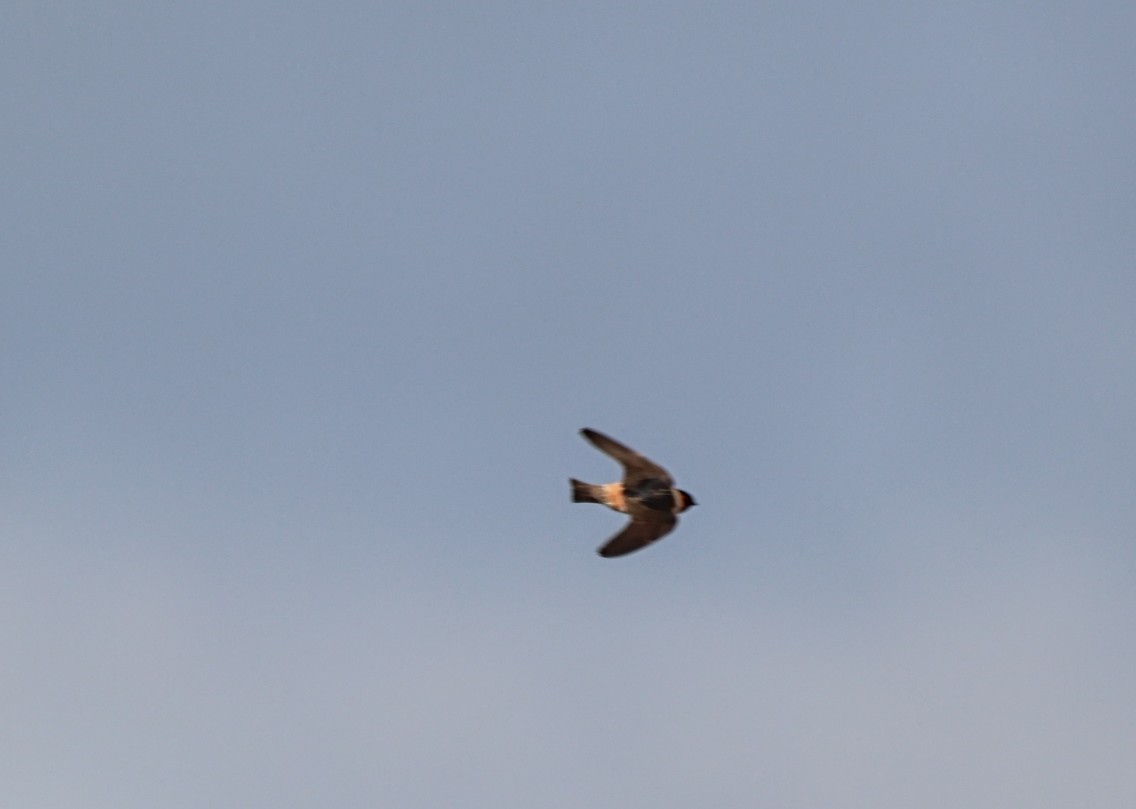 Cliff Swallow - ML620245553