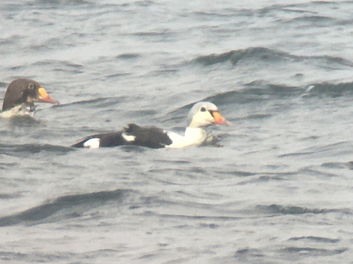 King Eider - ML620245562