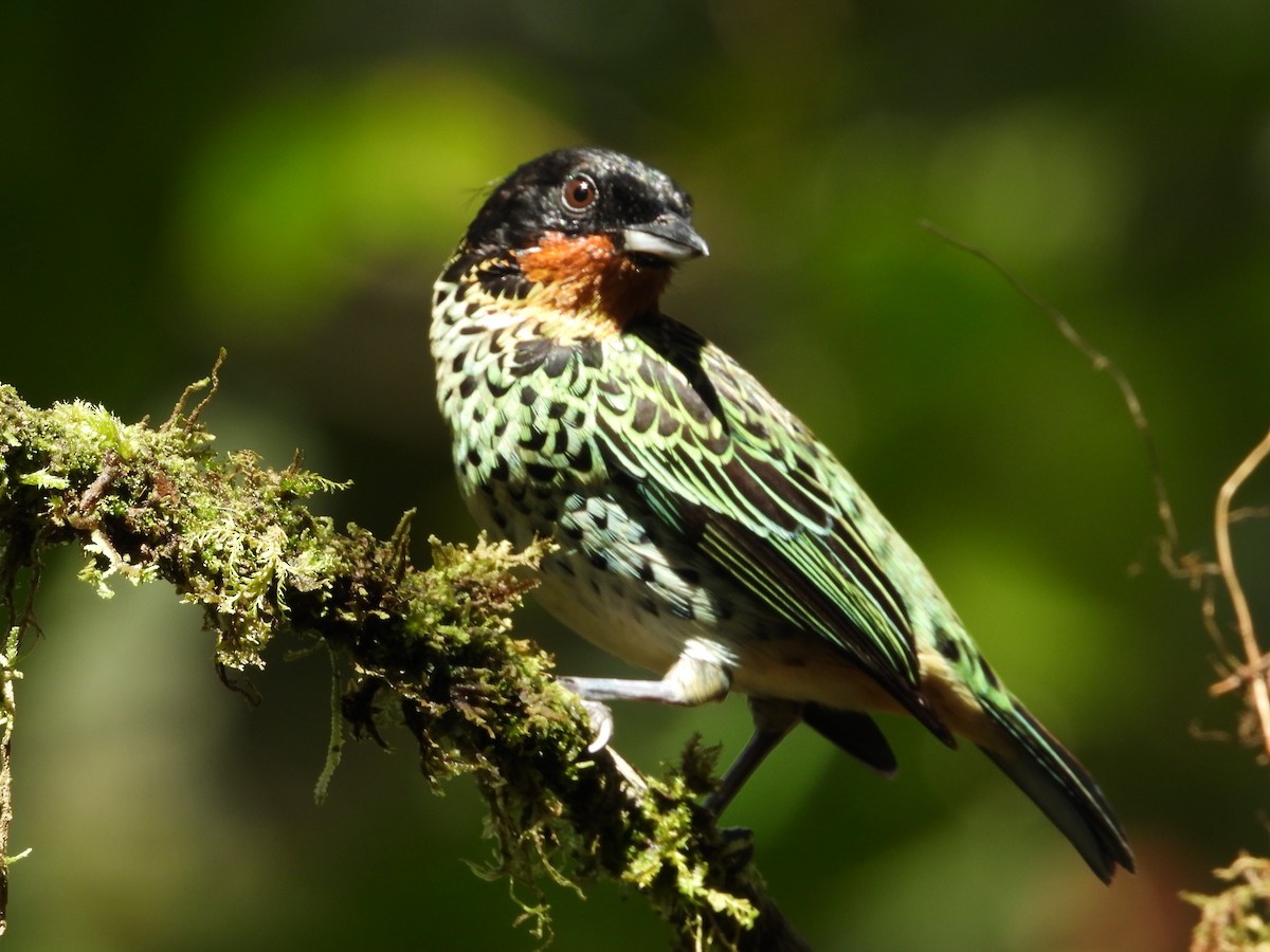 Rufous-throated Tanager - ML620245567