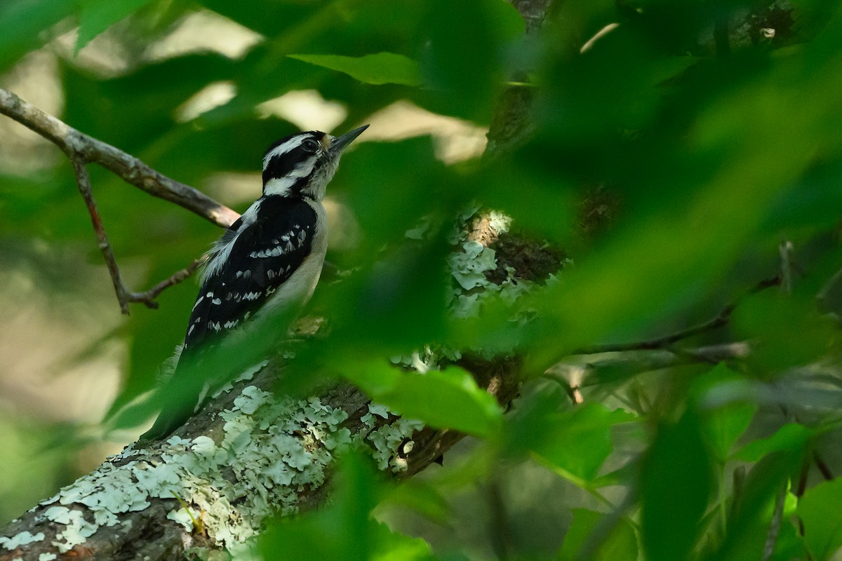 Downy Woodpecker - ML620245568
