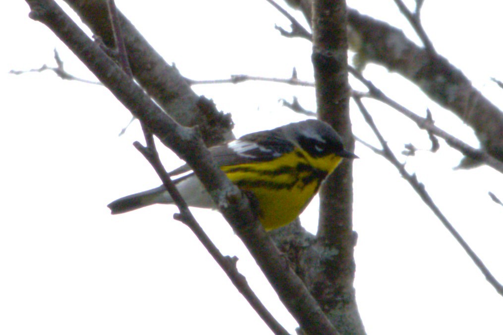 Magnolia Warbler - ML620245571