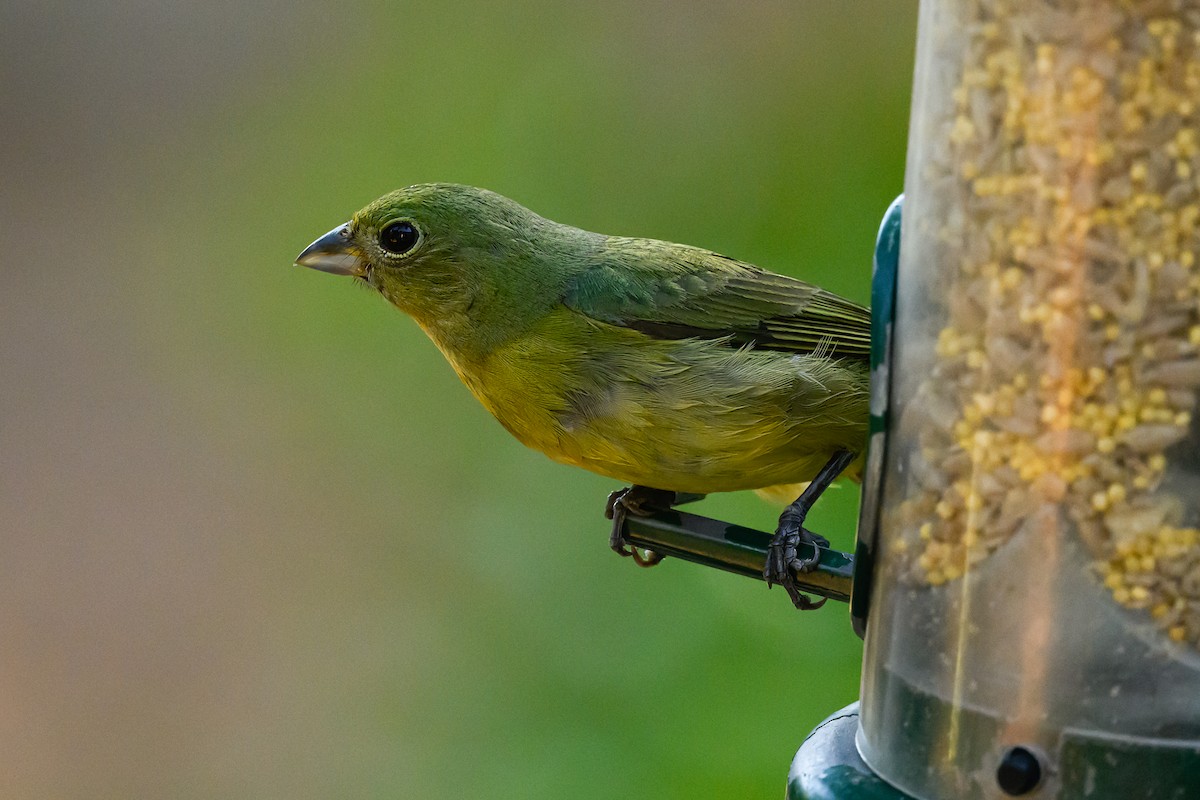 Painted Bunting - ML620245573