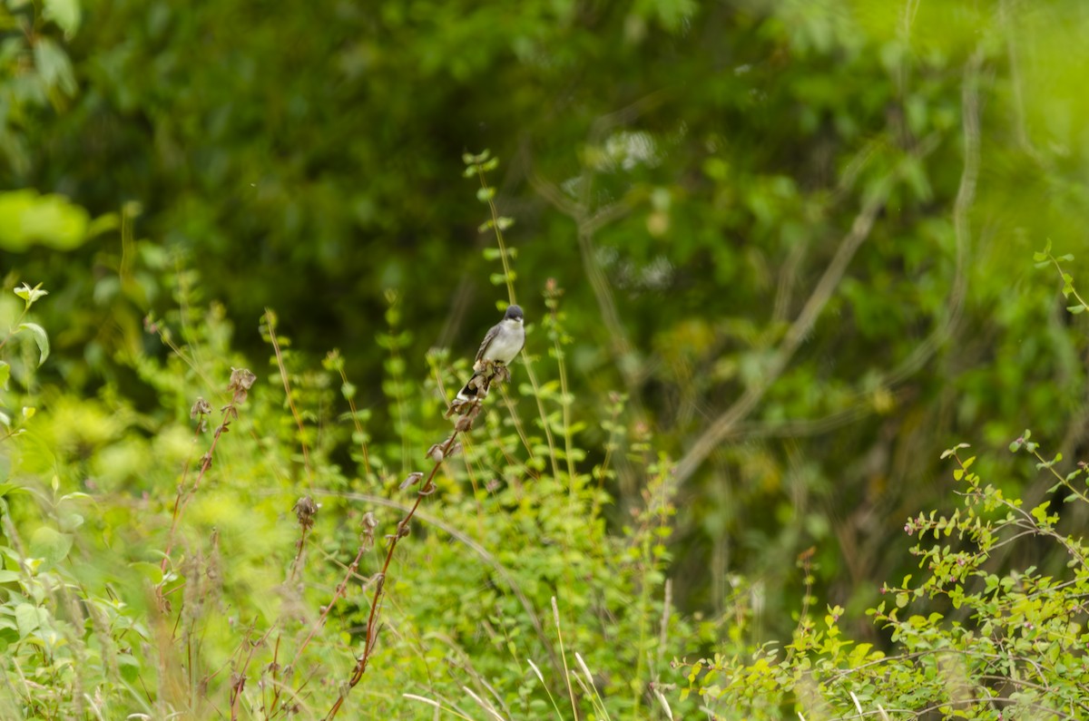 Eastern Kingbird - ML620245574