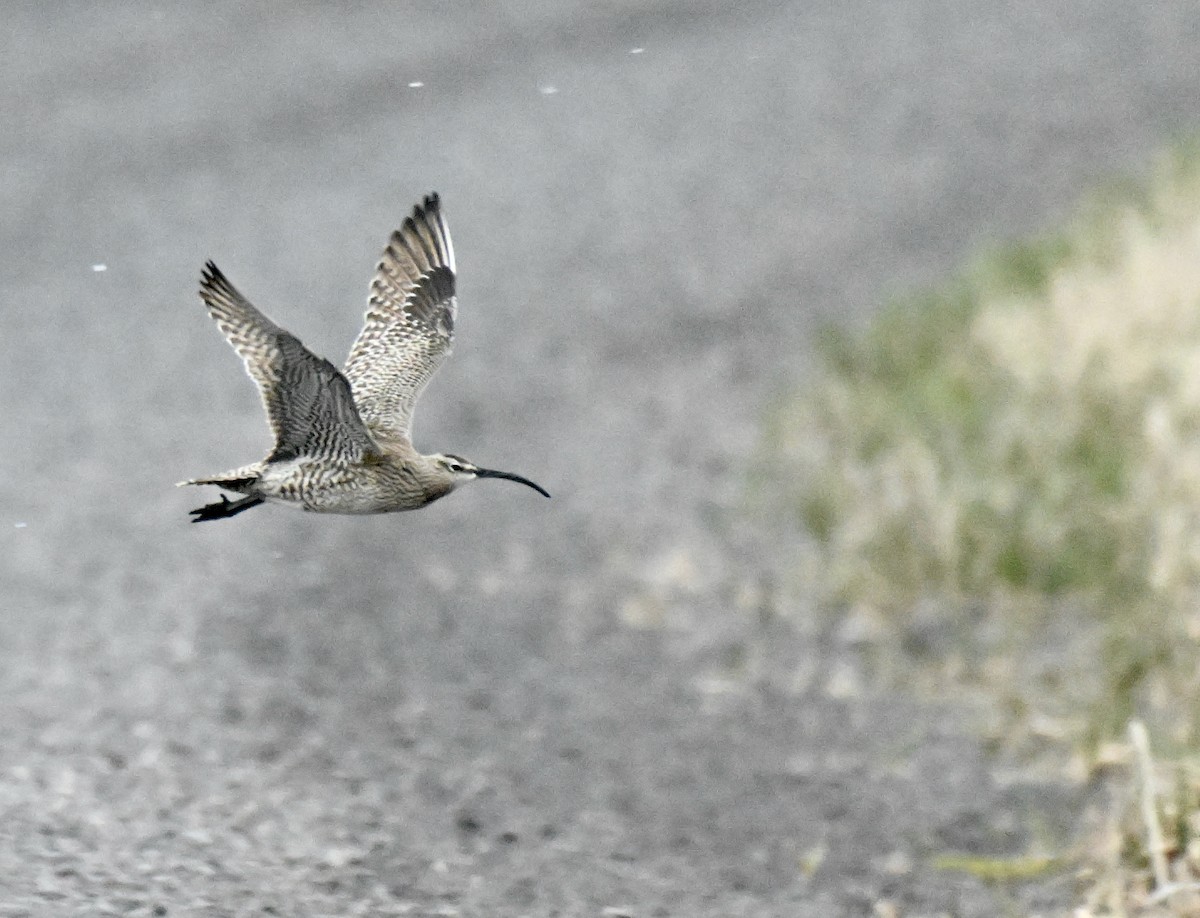 Kurlinta bekainduna (siberiarra) - ML620245585