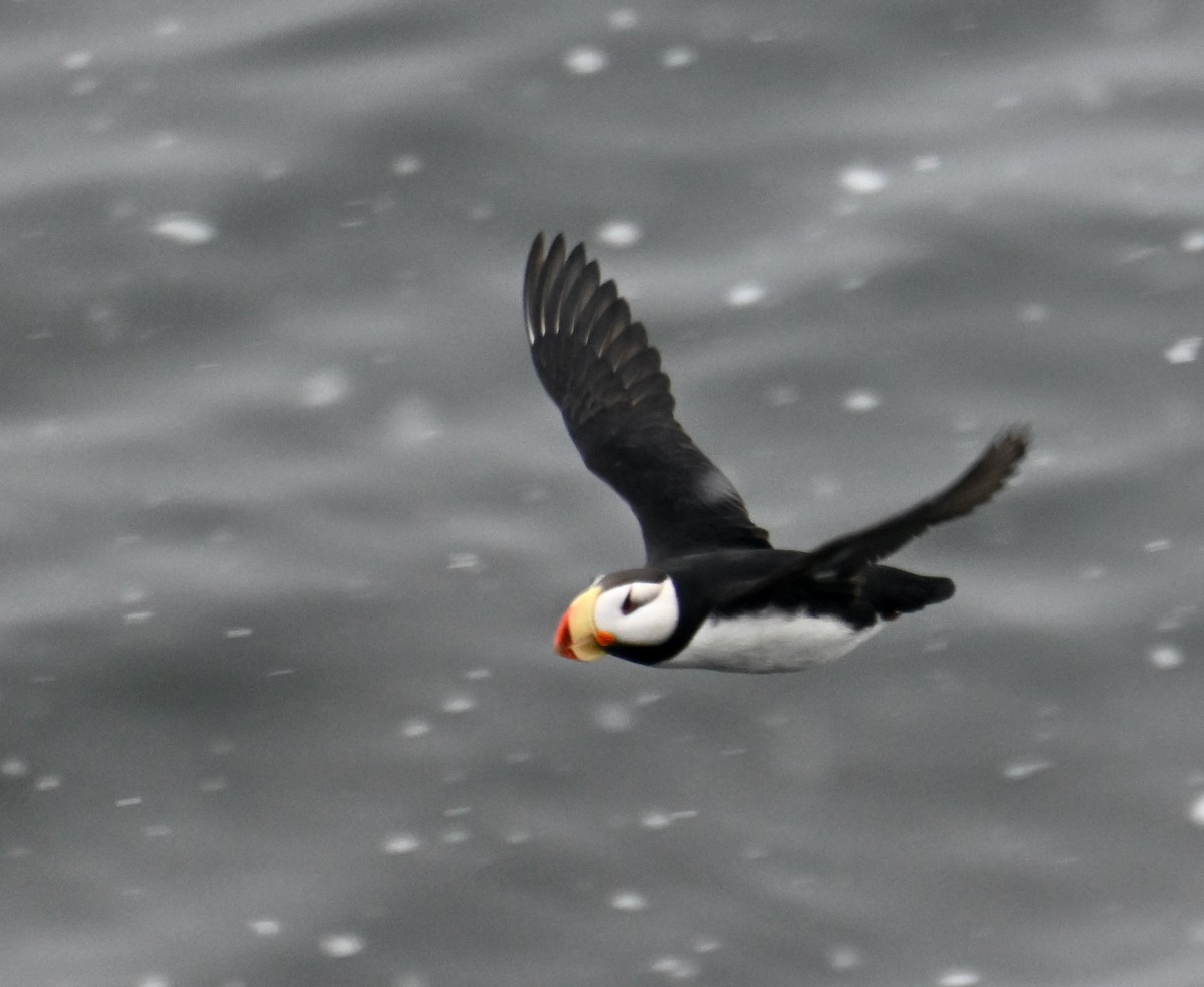 Horned Puffin - ML620245593