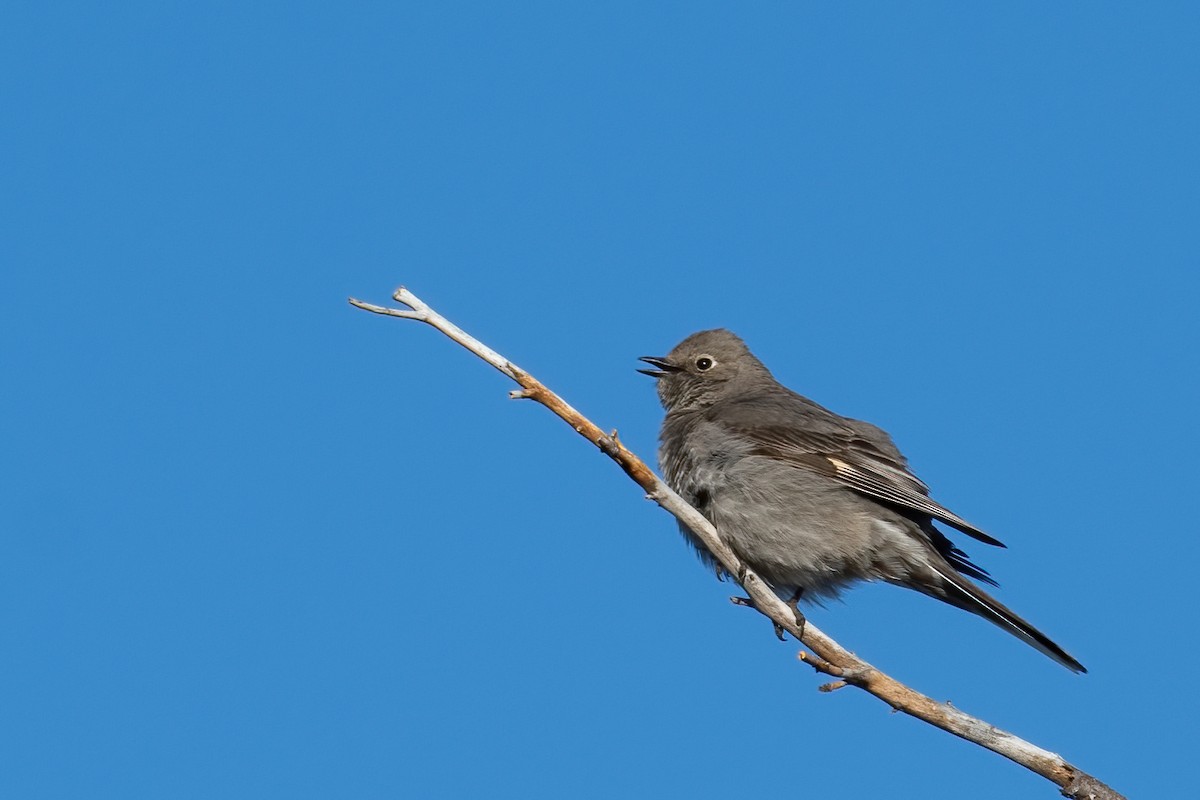 Townsend's Solitaire - ML620245594
