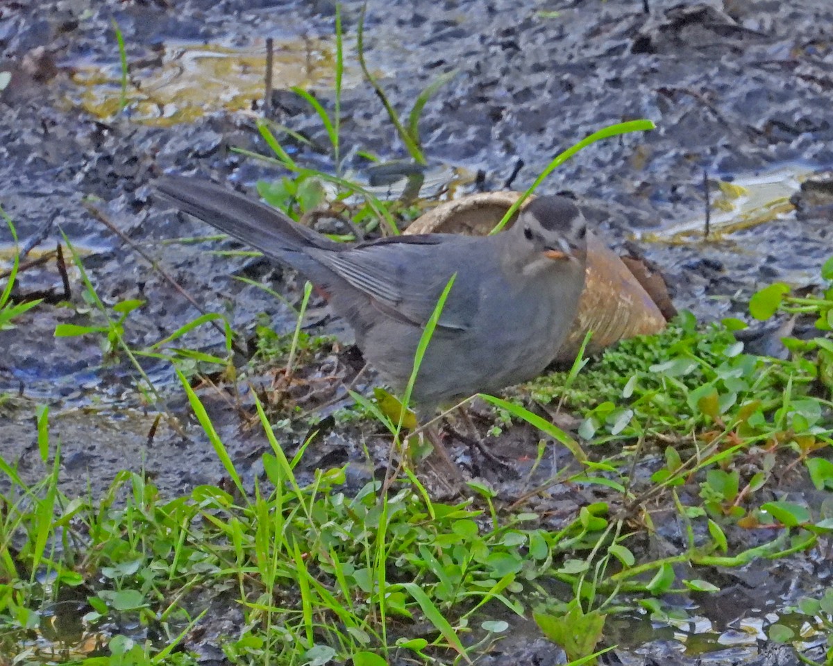 Gray Catbird - ML620245595