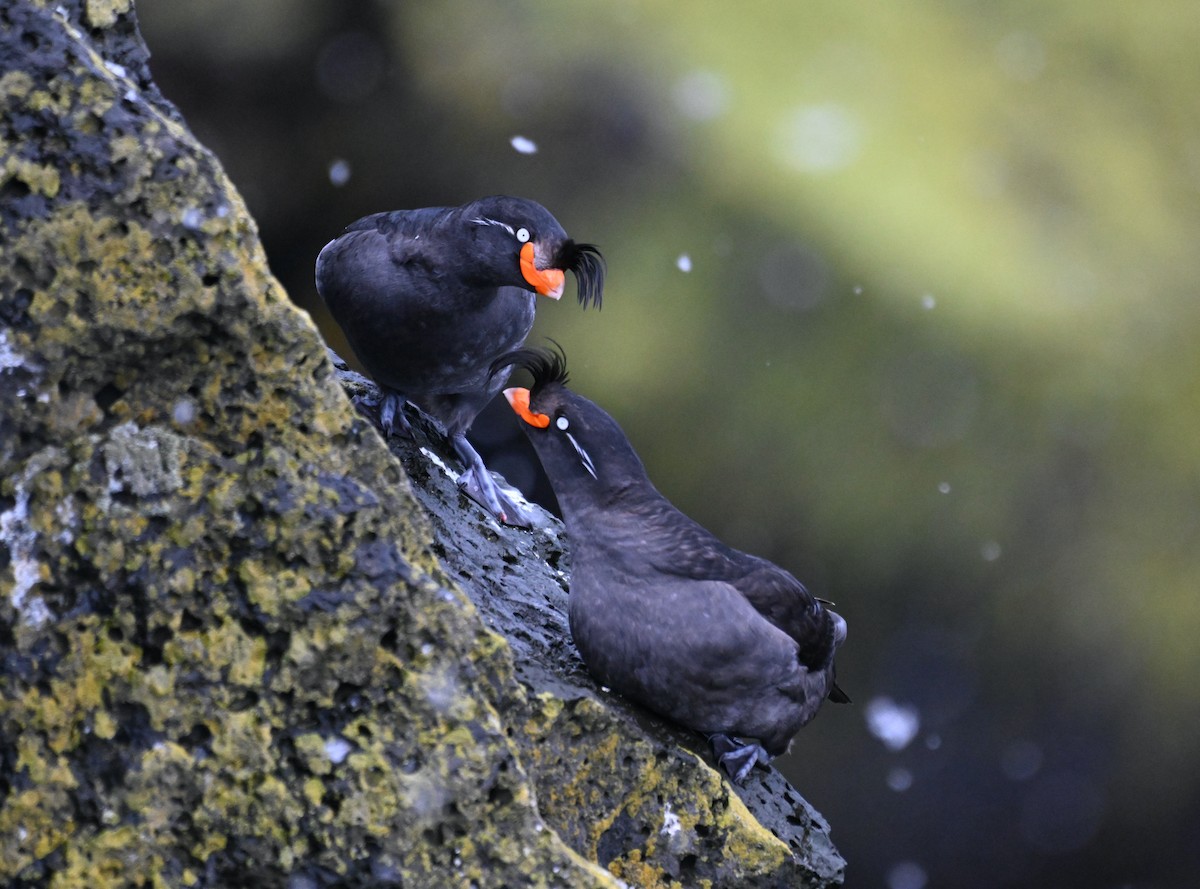 Crested Auklet - ML620245601