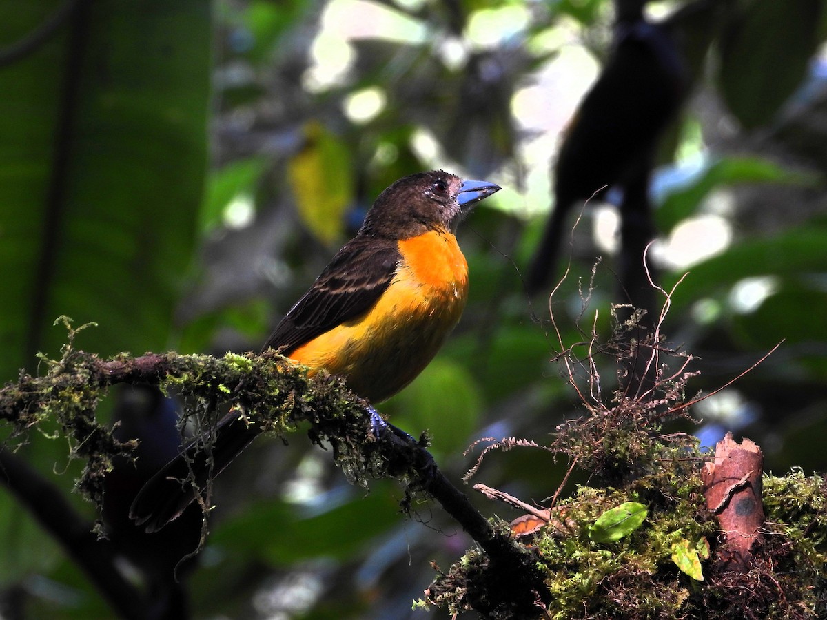 Flame-rumped Tanager - ML620245602