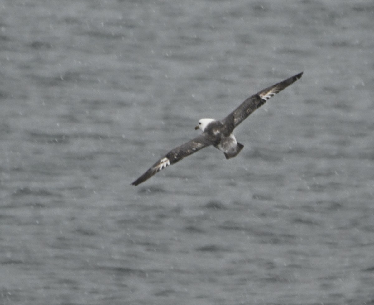 Fulmar Boreal (Pacífico) - ML620245603