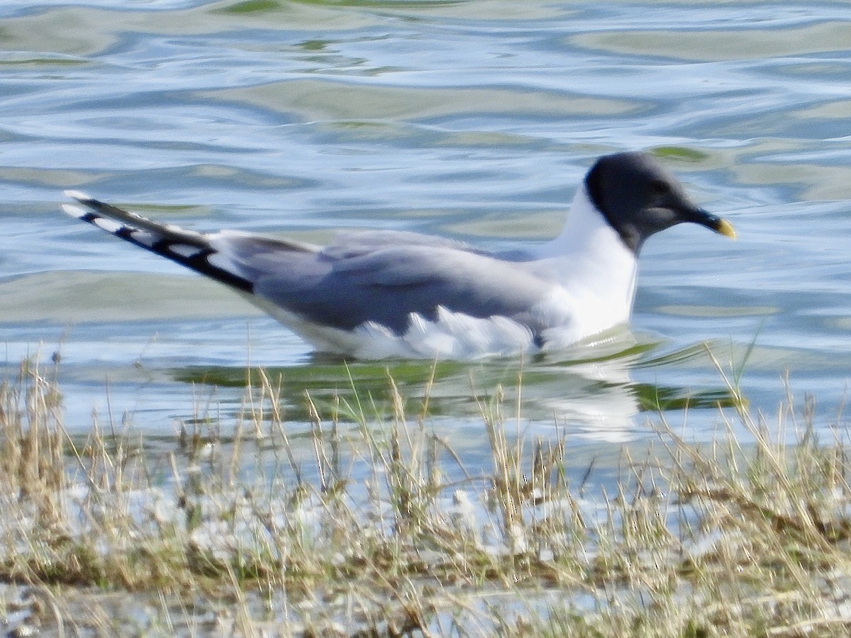 Sabine's Gull - ML620245604