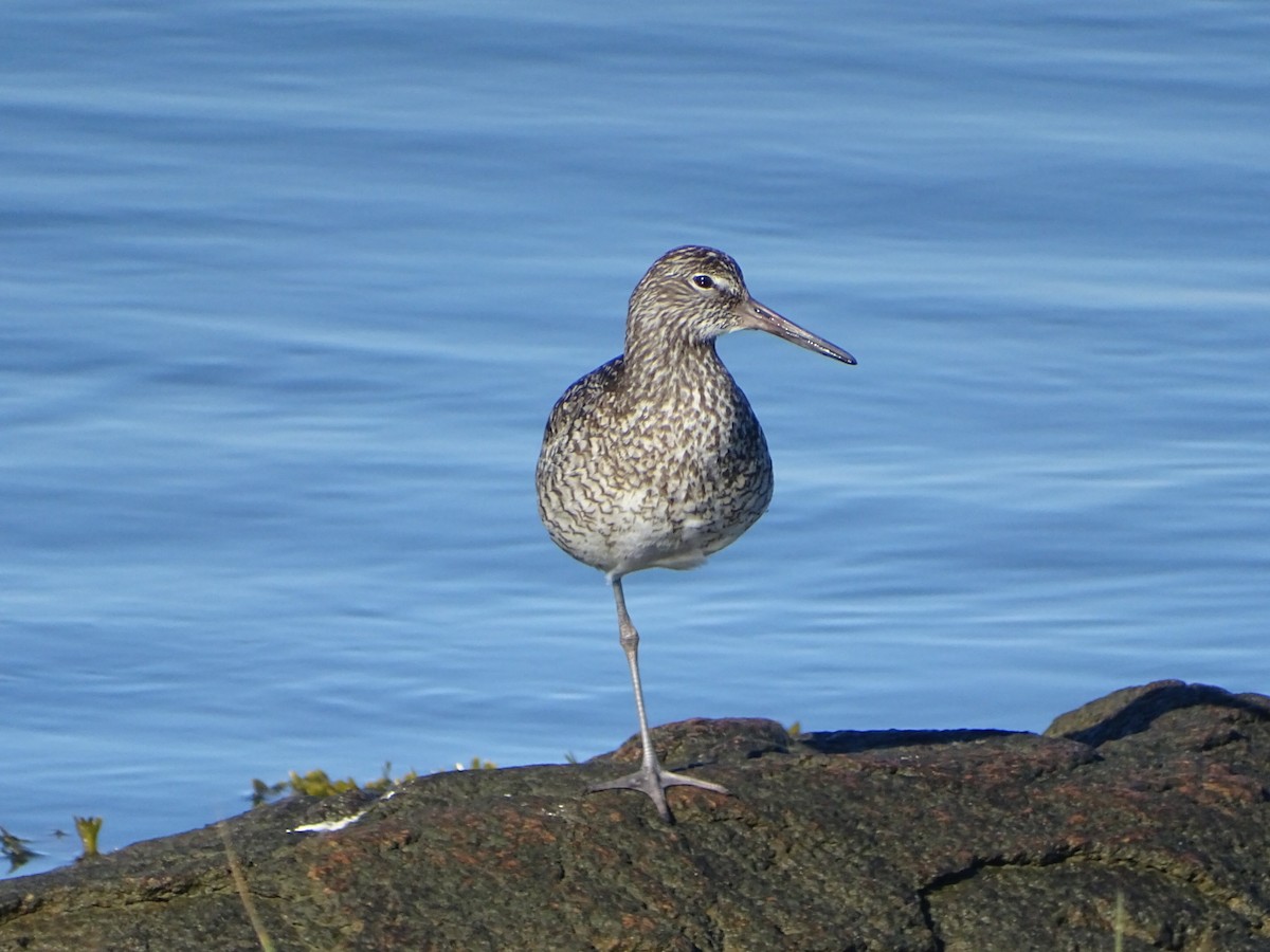 Willet - ML620245606