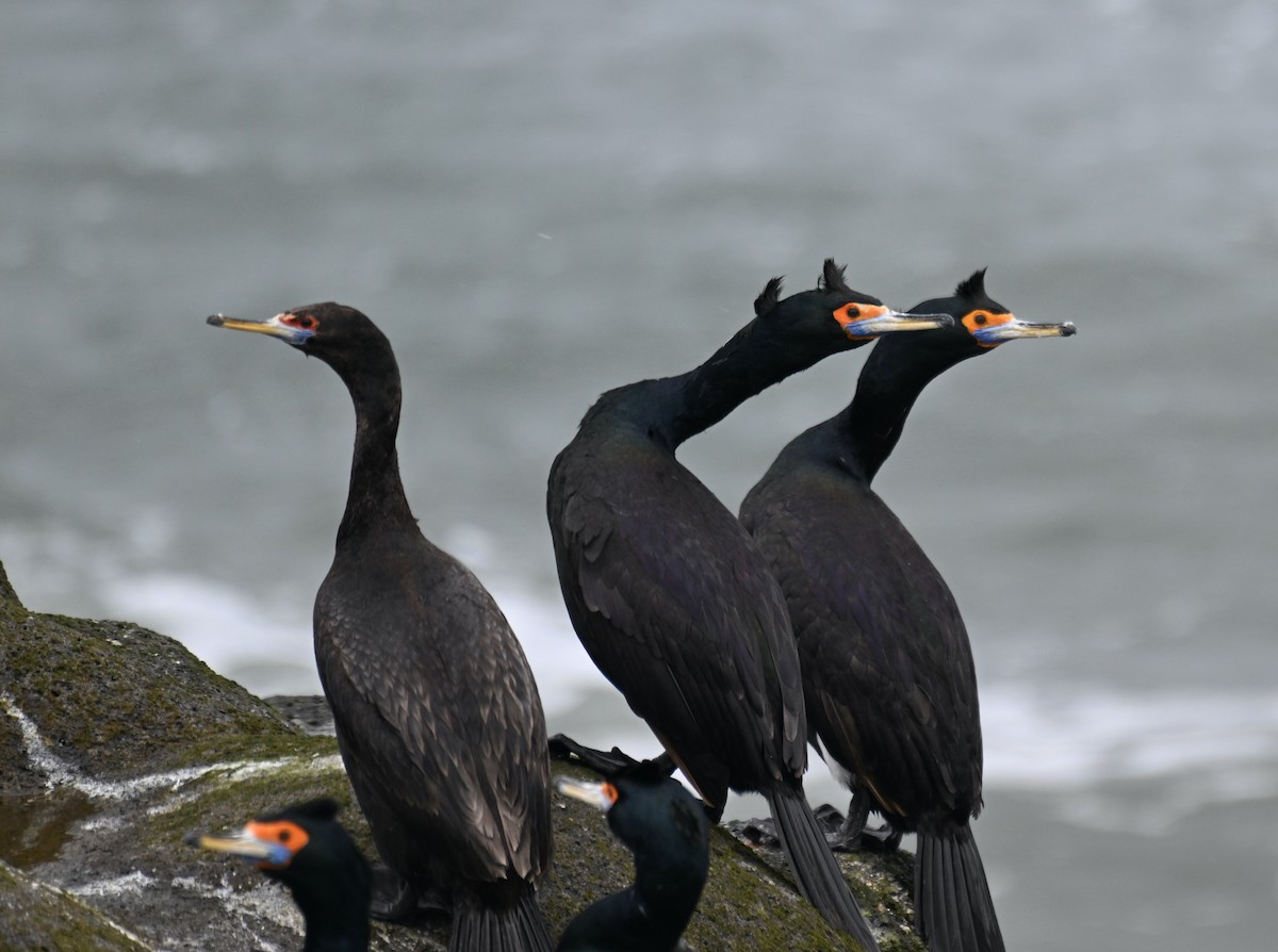 Red-faced Cormorant - ML620245609