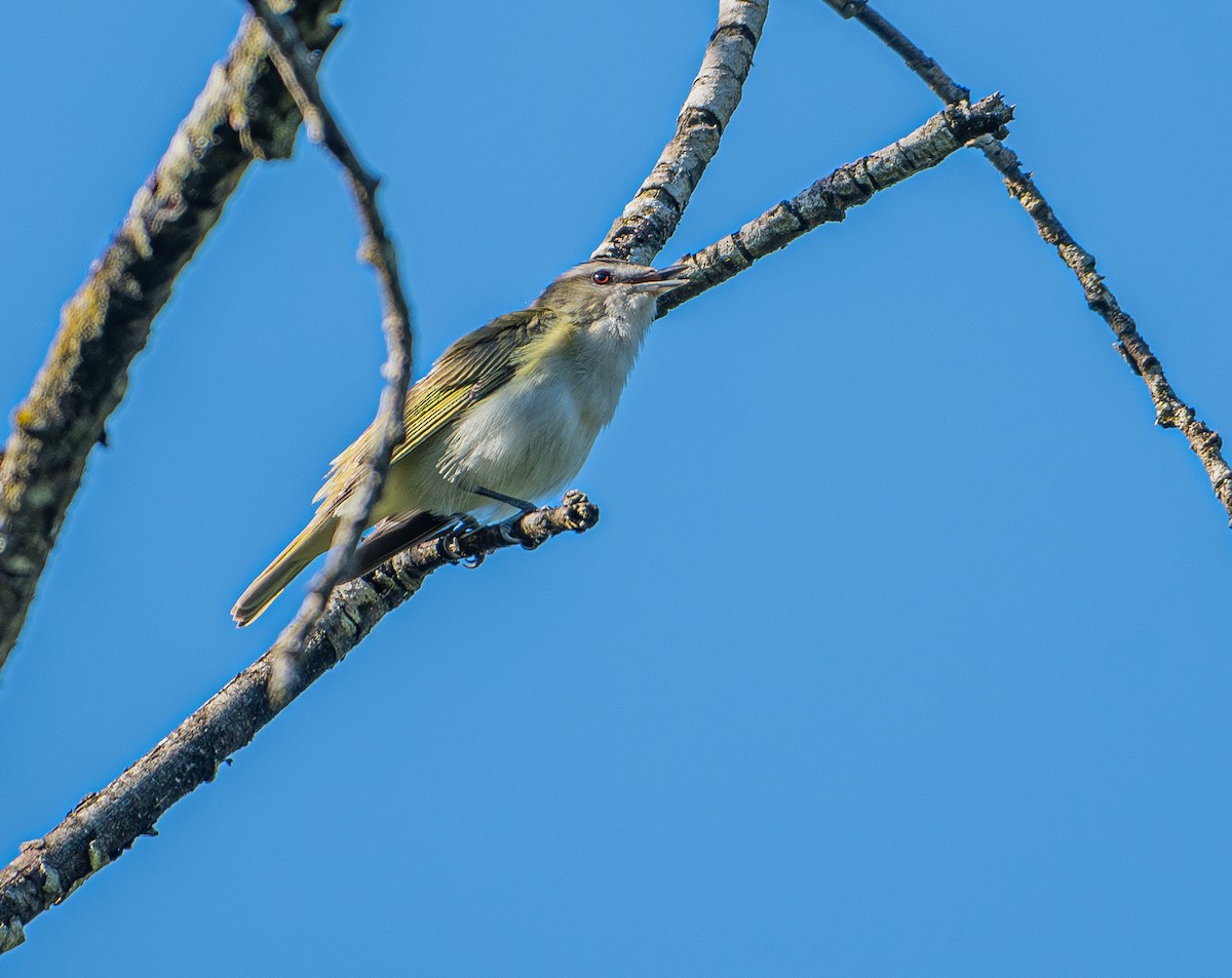 Red-eyed Vireo - ML620245615