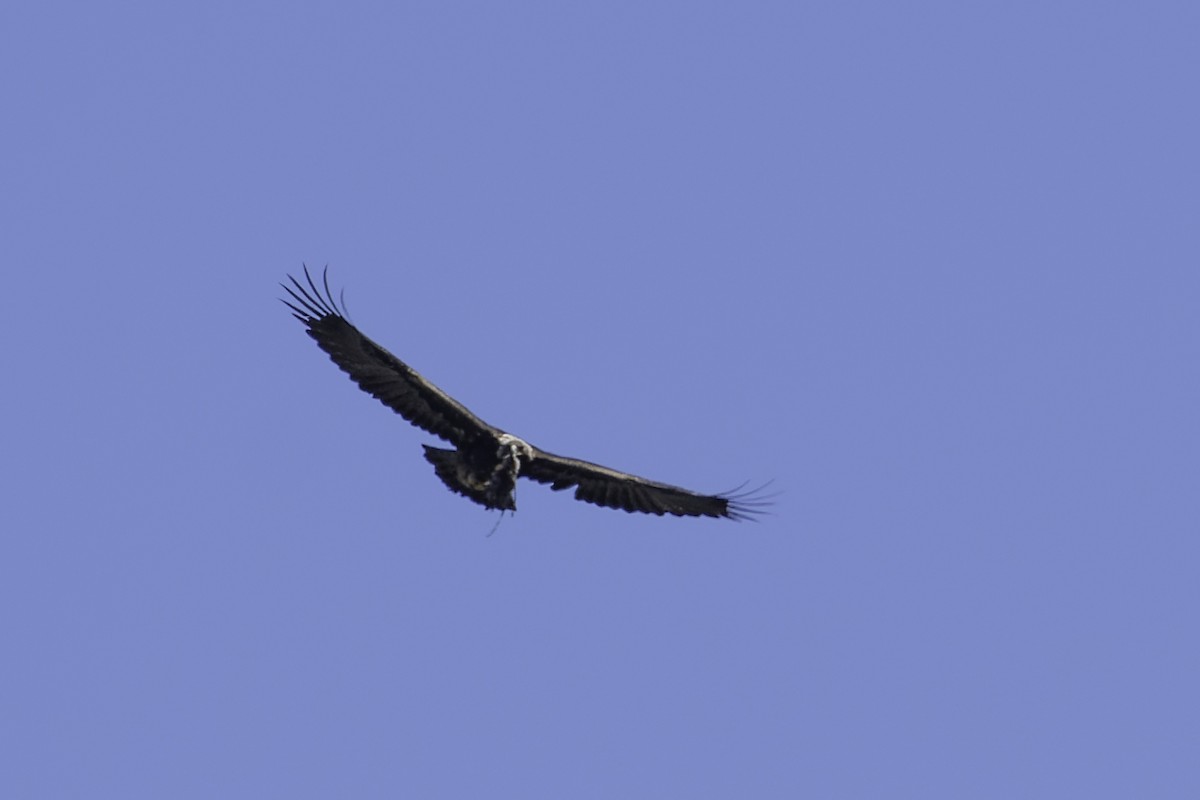 Golden Eagle - ML620245627