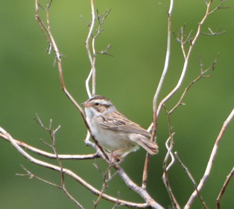 Clay-colored Sparrow - ML620245633