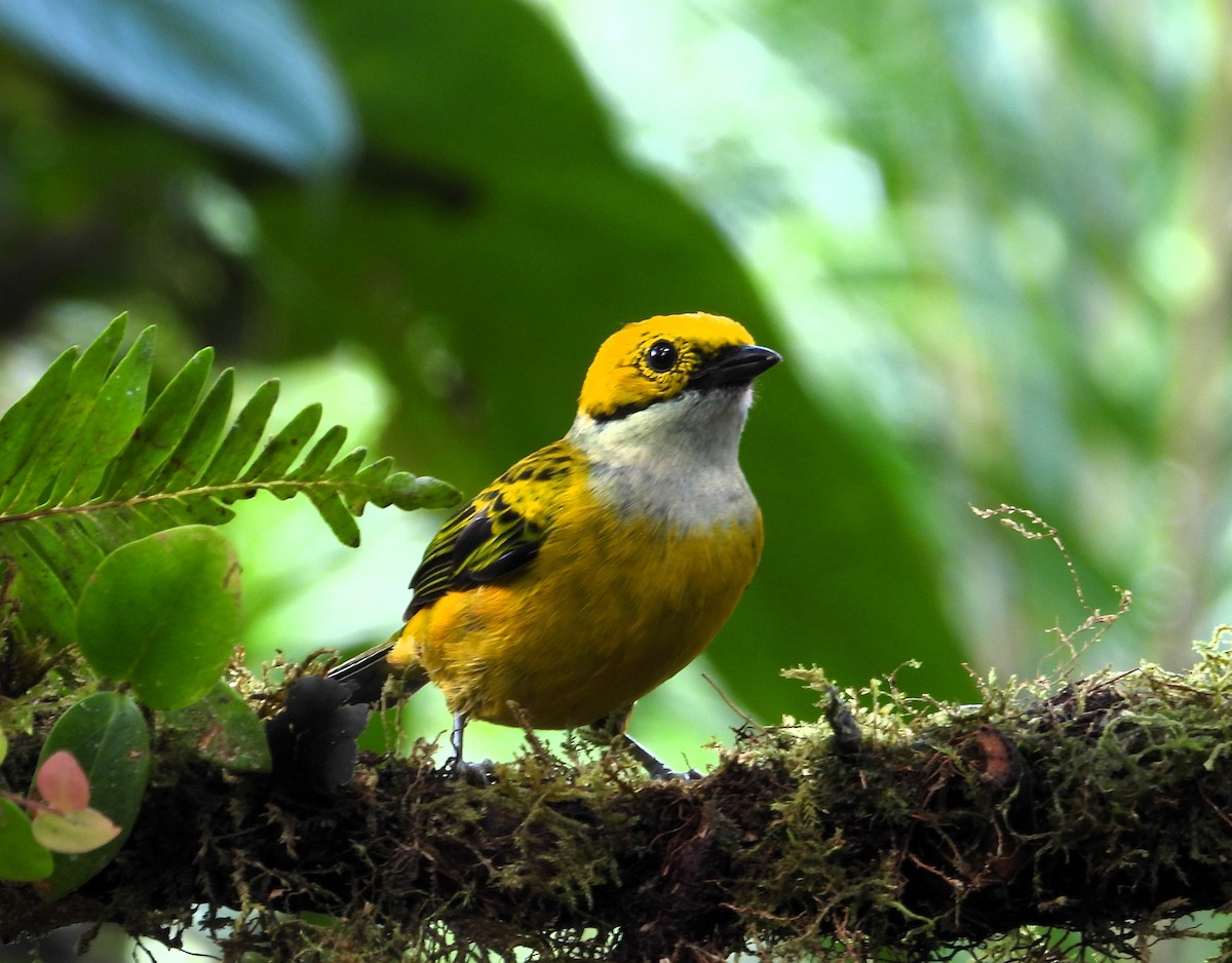 Silver-throated Tanager - ML620245634