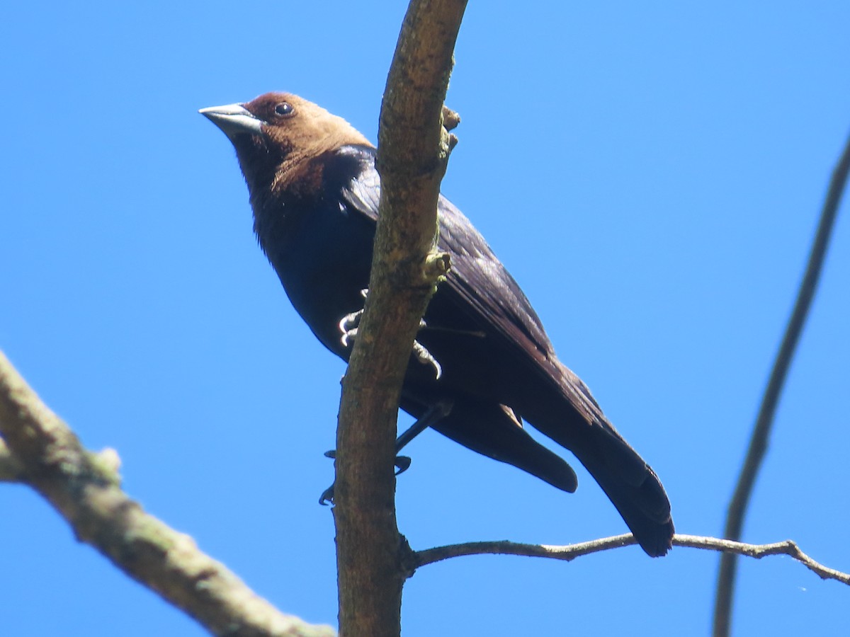 Brown-headed Cowbird - ML620245635