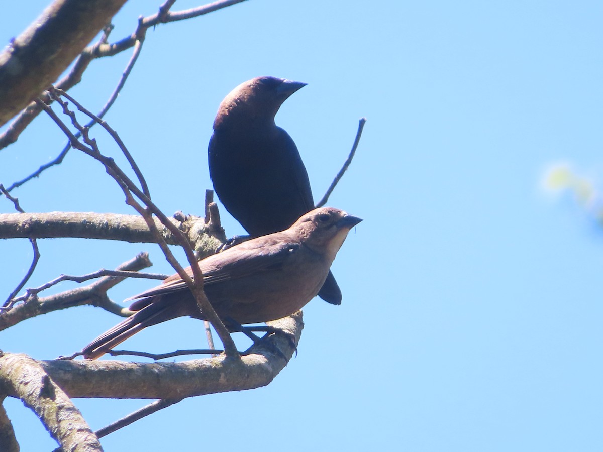 Brown-headed Cowbird - ML620245637