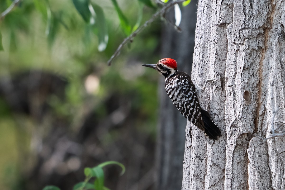 Ladder-backed Woodpecker - ML620245640