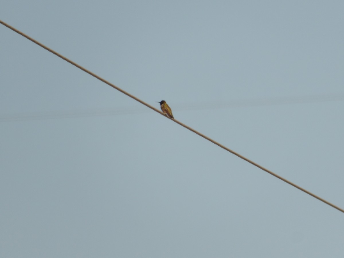 Black-chinned Hummingbird - ML620245643