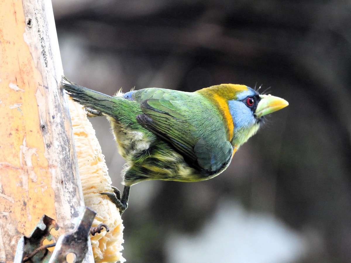 Kırmızı Başlı Barbet - ML620245645